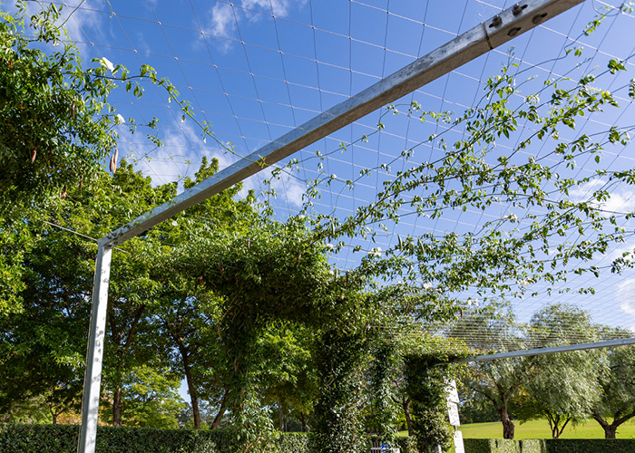 Vines growing over carpark awning to provide shade