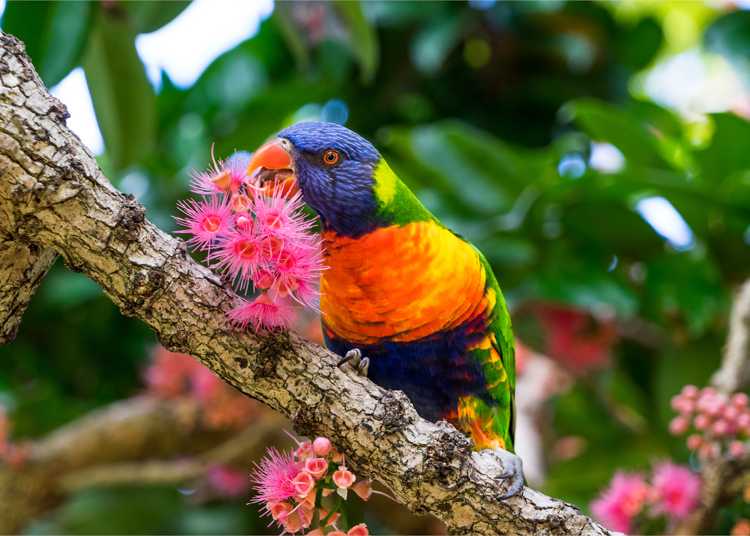 Rainbow Lorikeet eating the nectar of the Bolwarra tree.