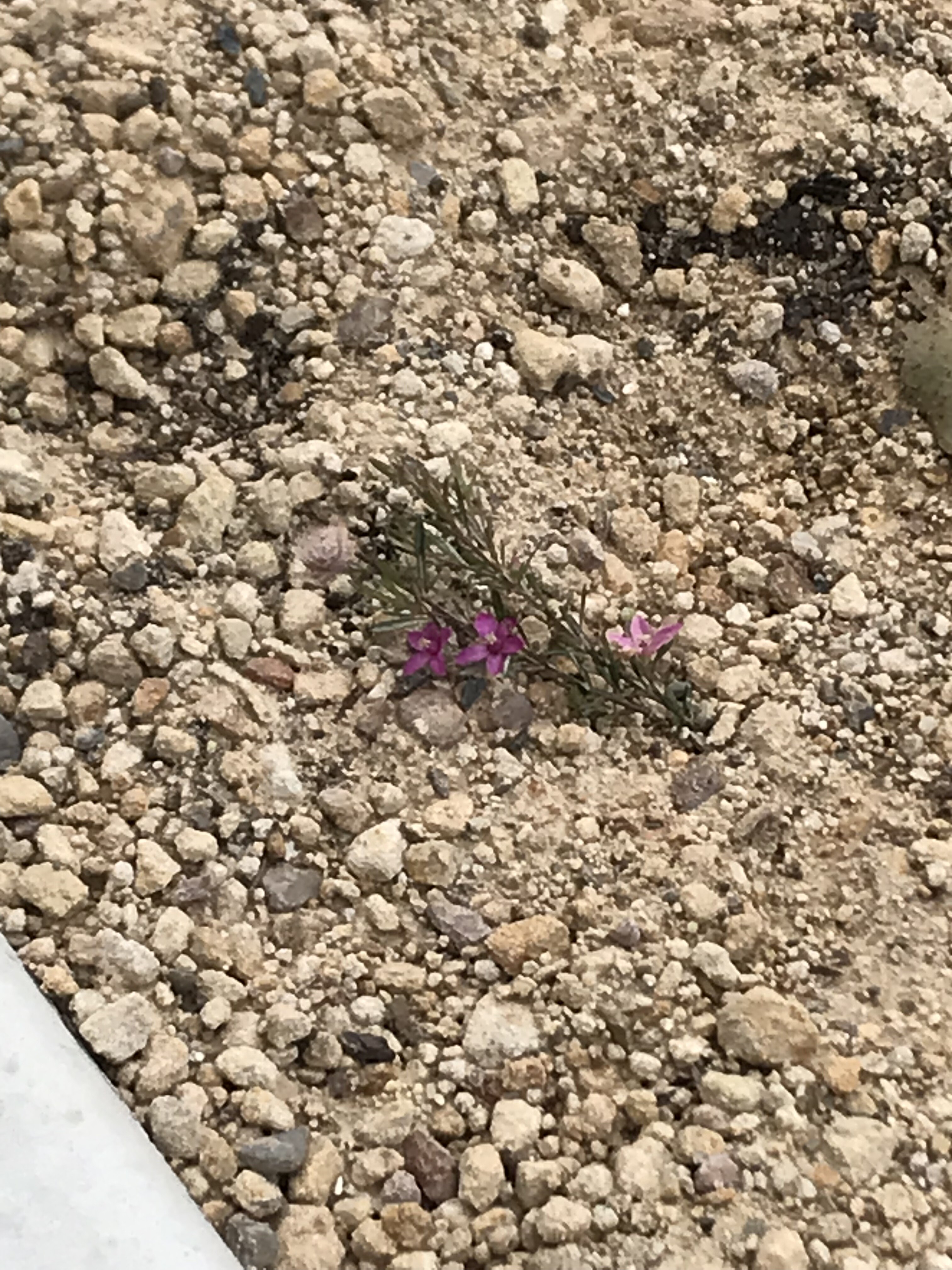 Pink flowers in new woody meadow beds in Kibo Reserve Berala