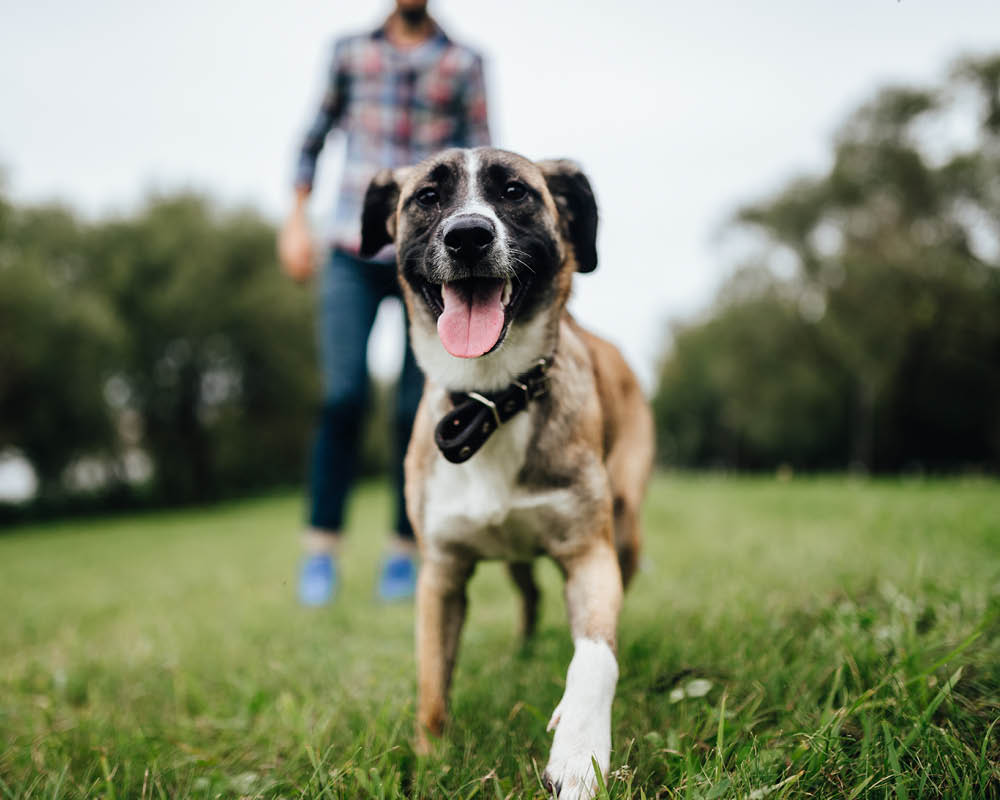 Dog playing in park with man standing behind