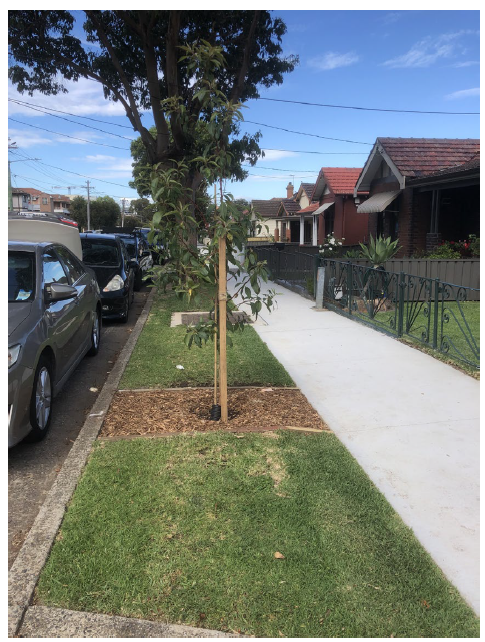 Tree planting along Paramatta road